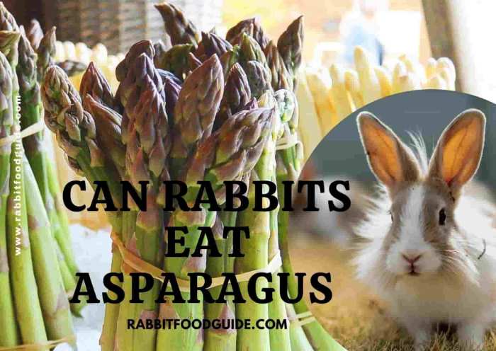 rabbits asparagus nutritional