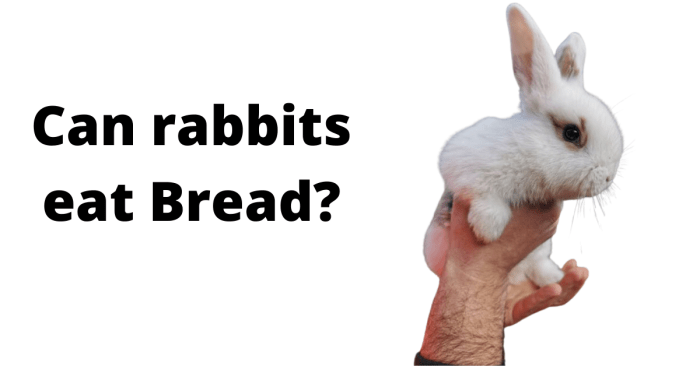 Should Rabbits Eat Bread? terbaru