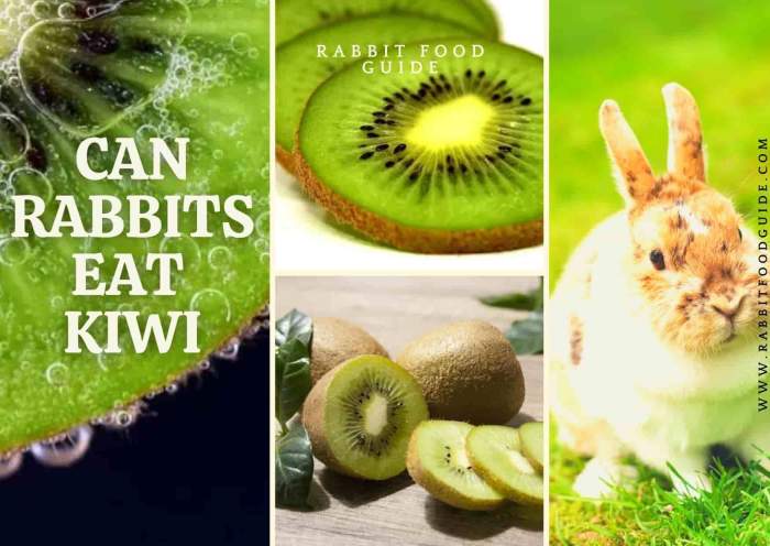 Can Rabbits Eat Kiwi Fruit? terbaru