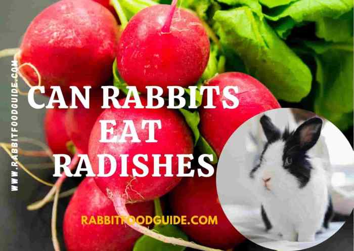 Do Rabbits Eat Radishes?