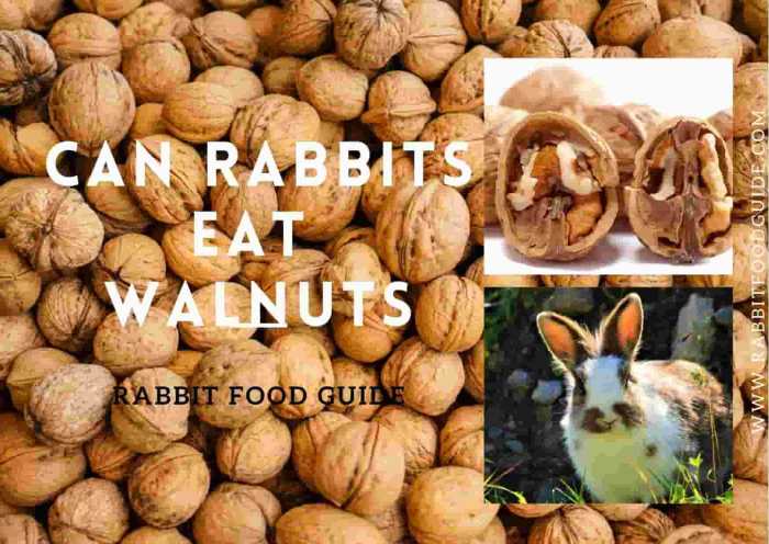 Can Rabbits Eat Walnuts?