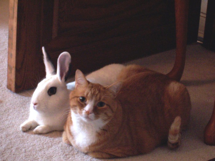 Can Cats And Rabbits Get Along?