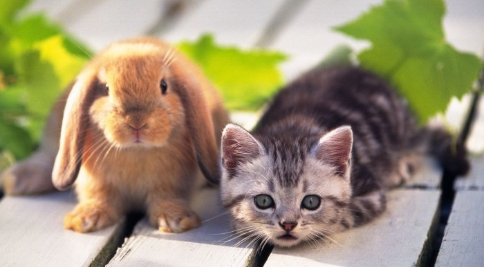 Do Rabbits Get Along With Cats? terbaru