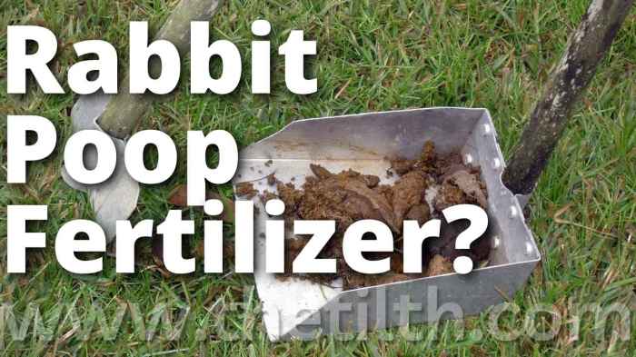 Is Rabbit Poop Good Fertilizer? terbaru