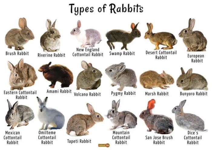 rabbits breeds lapins différentes habitat found varieties herebunny pelages pelage