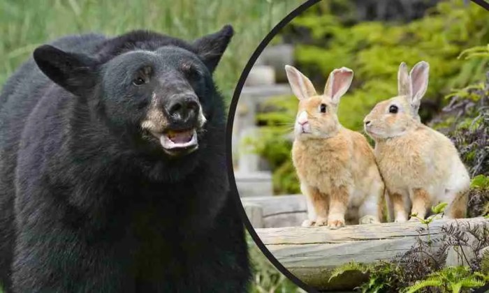 cubs bruine brown prey hare welpen konijn tanden draag zij hazen bruin prooi