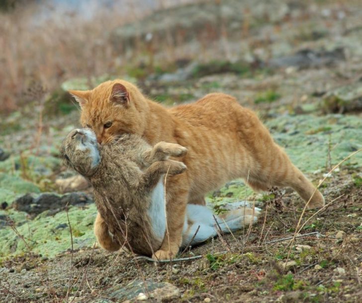 Do Cats Eat Rabbits? terbaru