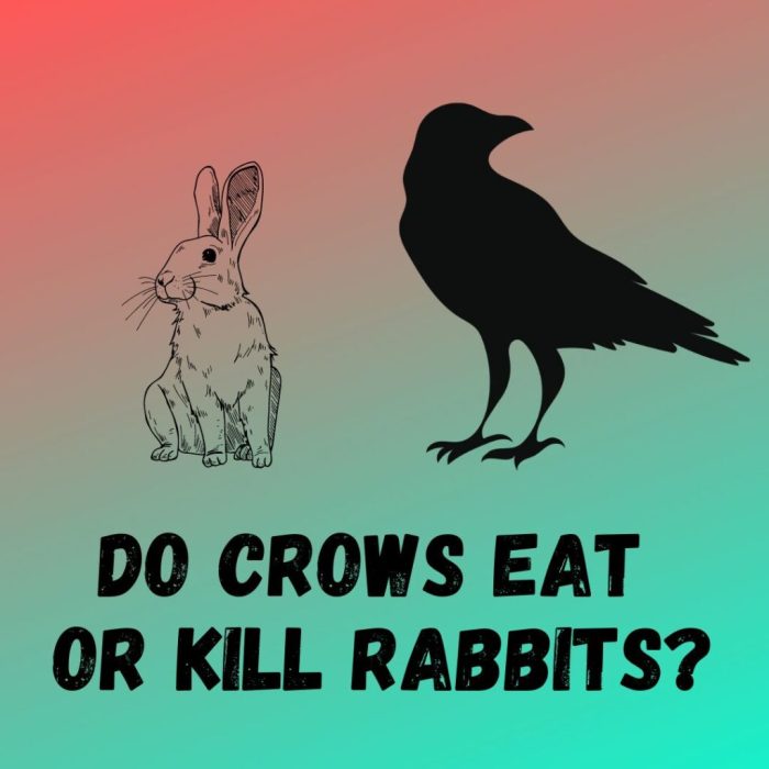 crows rabbits chickens ticks animalfate