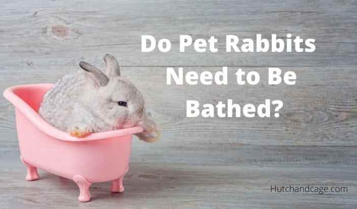 How Do You Give A Rabbit A Bath? terbaru