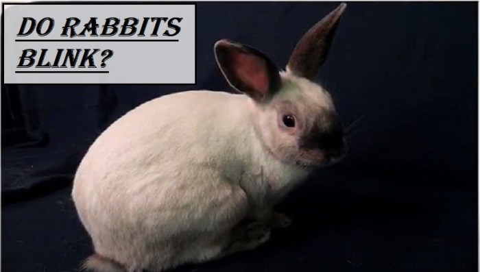 Do Rabbits Blink? terbaru