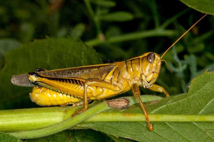 Do Rabbits Eat Grasshoppers? terbaru