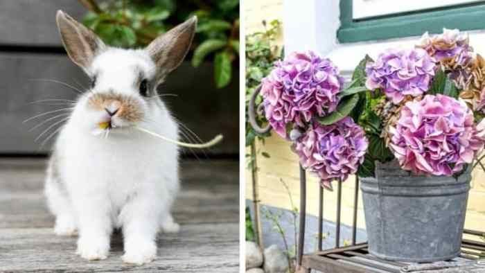 Do Rabbits Eat Hydrangea Plants? terbaru