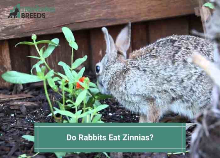 Do Rabbits Eat Zinnias?