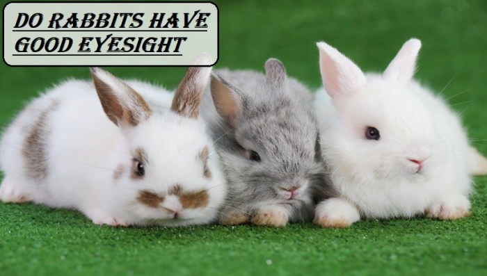 rabbits eyesight wonderopolis pouted