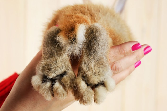 paw pads rabbits do rabbit