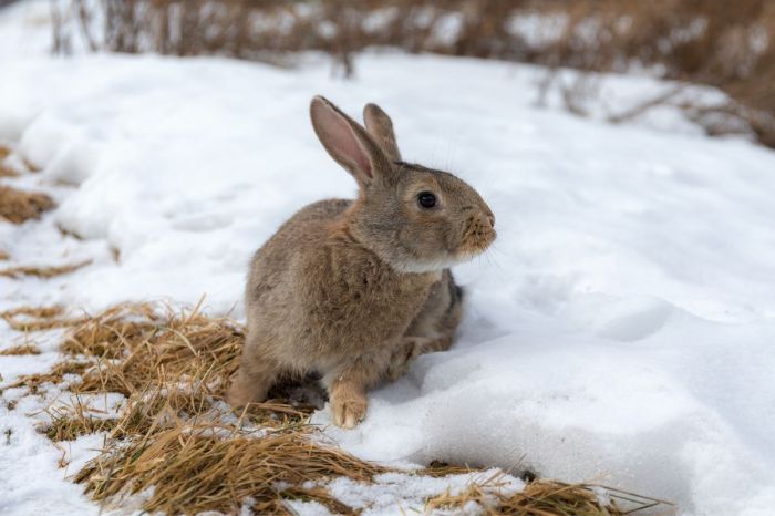 Does Rabbits Hibernate?