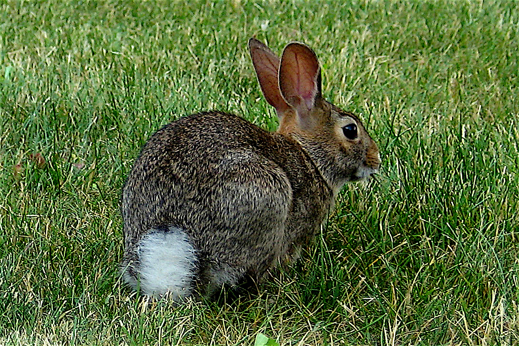 What Do Cottontail Rabbits Like Best?