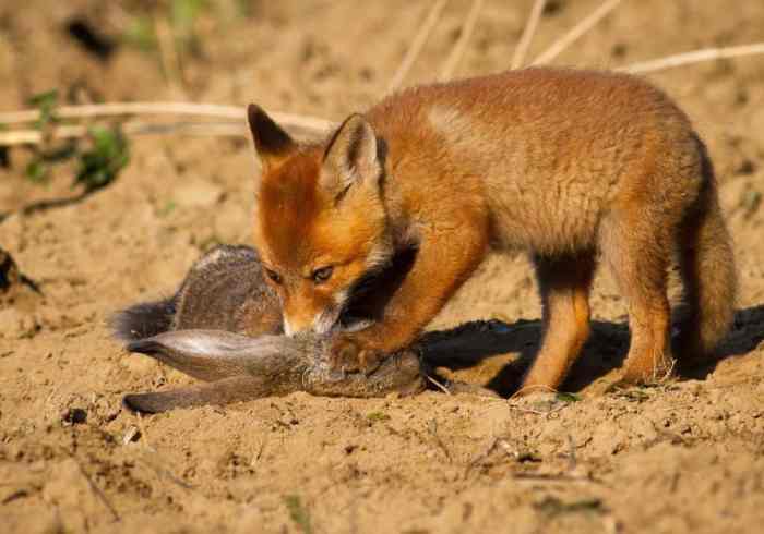 What Animals Eat Rabbits? terbaru