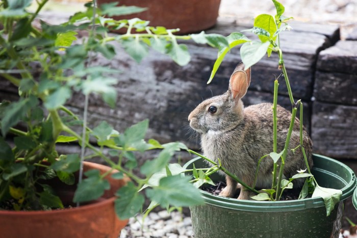 garden rabbits rabbit keep article saved