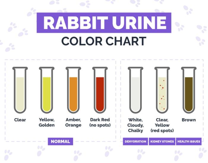 What Color Is Rabbit Pee? terbaru