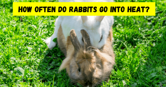 Do Rabbits Go Into Heat? terbaru