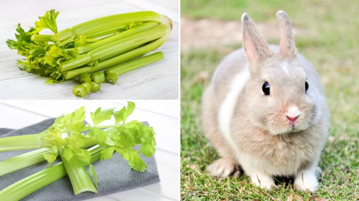 celery rabbits safe cancers