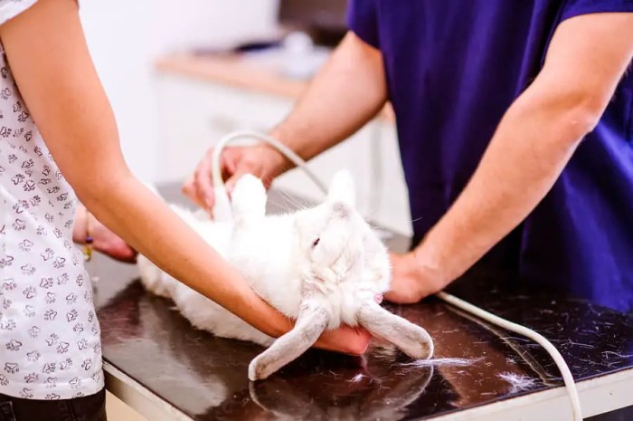 How Much Is Spaying A Rabbit? terbaru