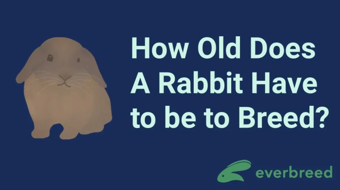 How Old Do Rabbits Have To Be To Breed?