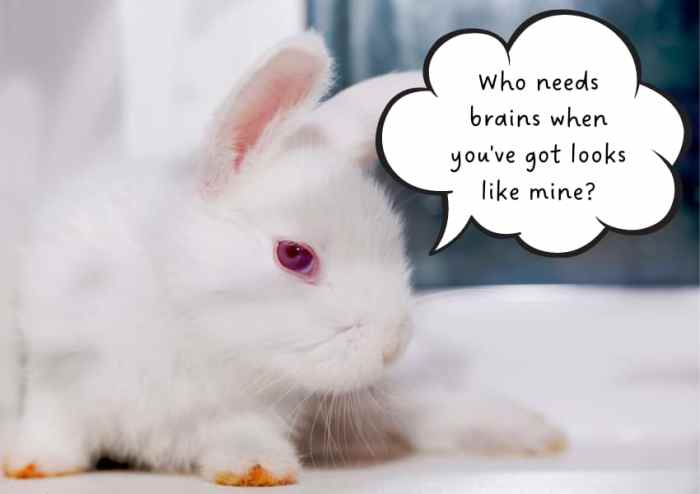 Are Rabbits Smart?