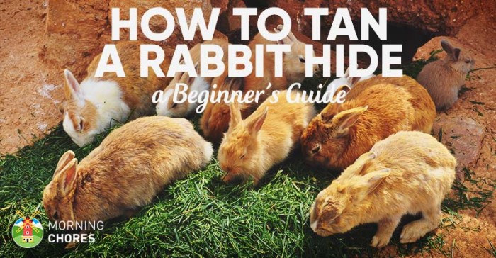 How To Tan Rabbit Hides? terbaru