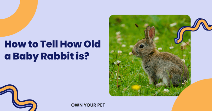 How To Tell How Old A Baby Rabbit Is? terbaru