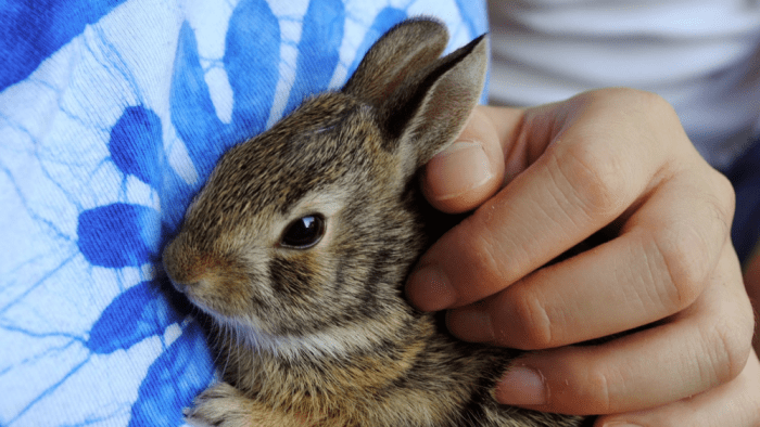 How To Bond With Your Rabbit? terbaru