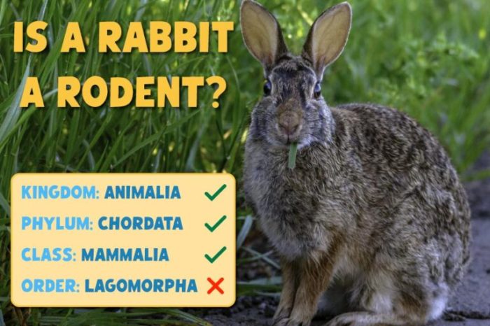 hare rabbits konijn rodents wildkaninchen oryctolagus cuniculus garenne lapin sense petkeen pictavio