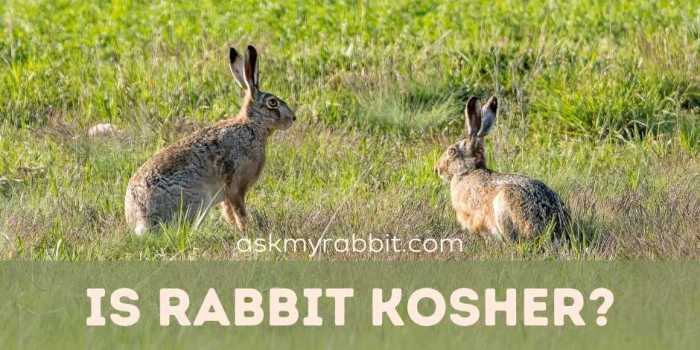 Is Rabbit Kosher?