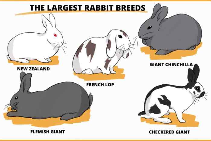 rabbits breeds giants chinchilla lops smallest checkered