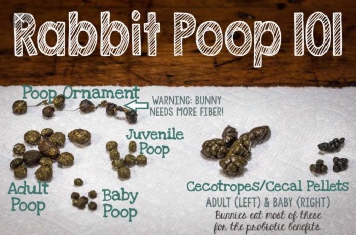 How Much Should A Rabbit Poop? terbaru