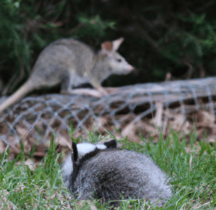 Do Possums Eat Rabbits?