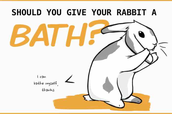 Can You Give A Bunny Rabbit A Bath?