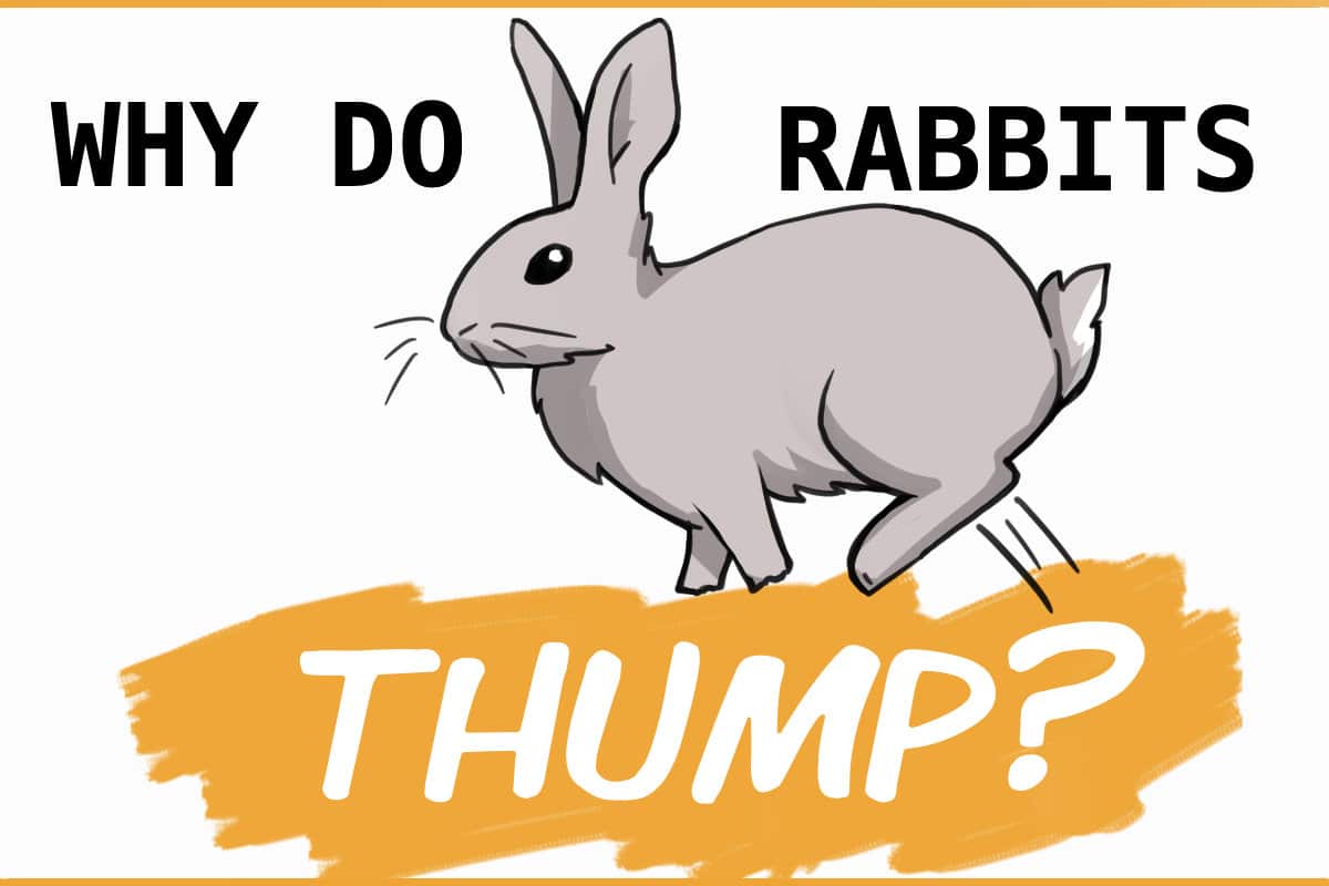 Why Do Rabbits Thump? terbaru