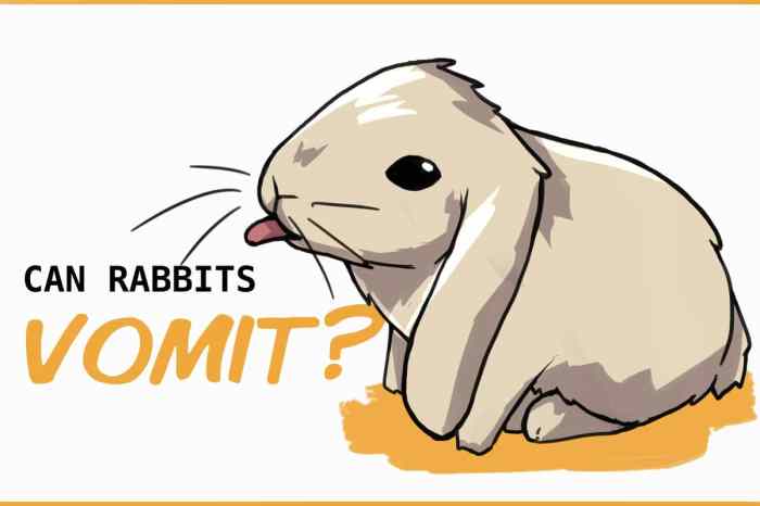 Can A Rabbit Vomit?