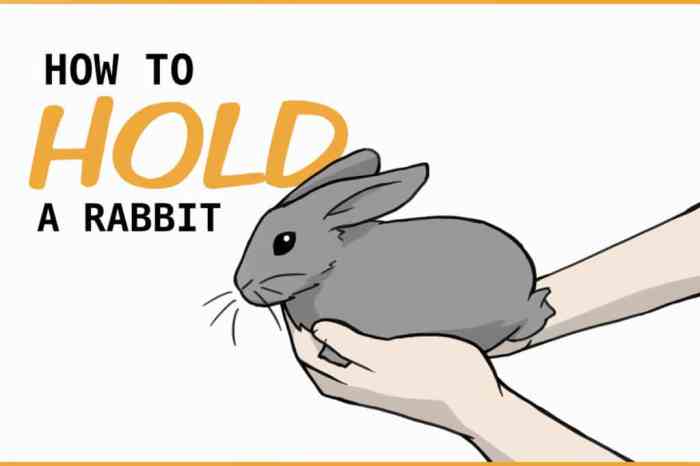 How To Use A Rabbit?