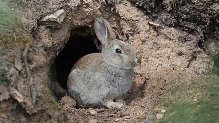 Do Rabbits Burrow? Digging into the Secrets of Underground Rabbit Homes ...