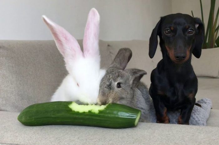 Do Rabbits Eat Cucumber?