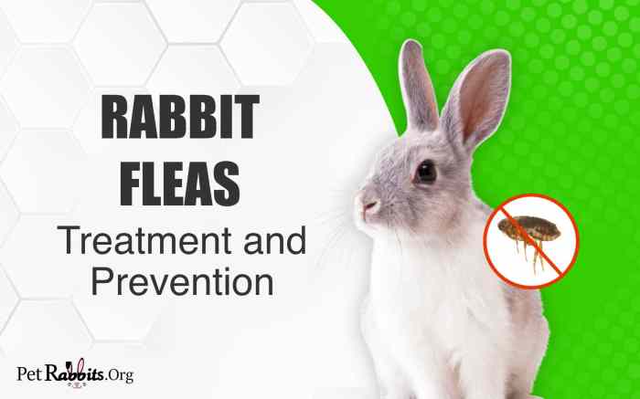 What Do You Call A Rabbit With Fleas?