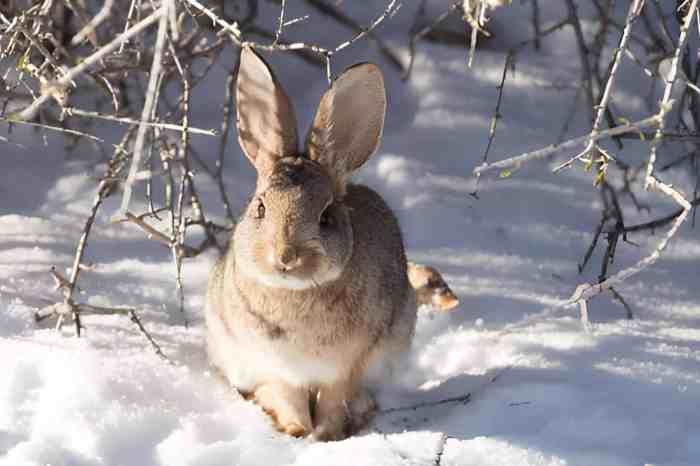 Where Do Rabbits Go In The Winter? terbaru