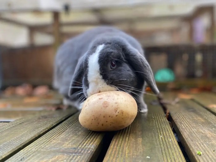 Can Rabbits Have Potatoes? terbaru