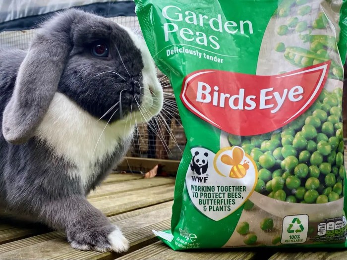 Can Rabbits Eat Peas? terbaru