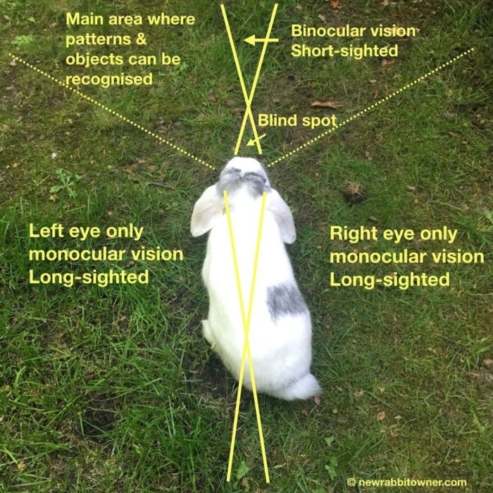 rabbits rabbit eye world close depth guide