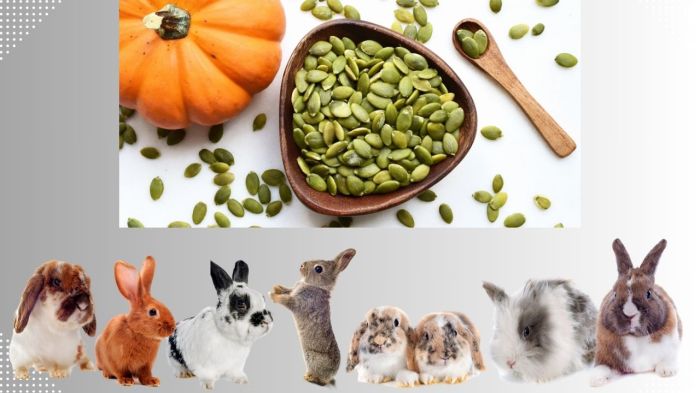 Can Rabbits Have Pumpkin Seeds?