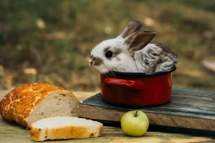 Can Rabbits Eat Bread? terbaru